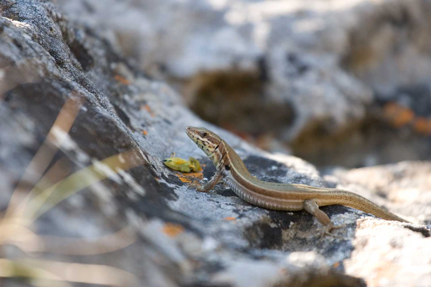 Podarcis g. gaigeae